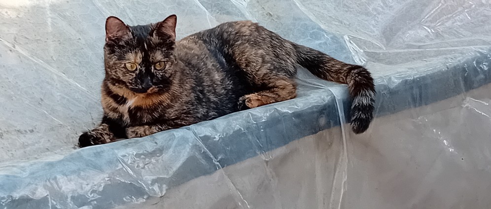 Spenden sammeln | OP Kosten für Katze Schildy nach Unfall | Spendenseite
