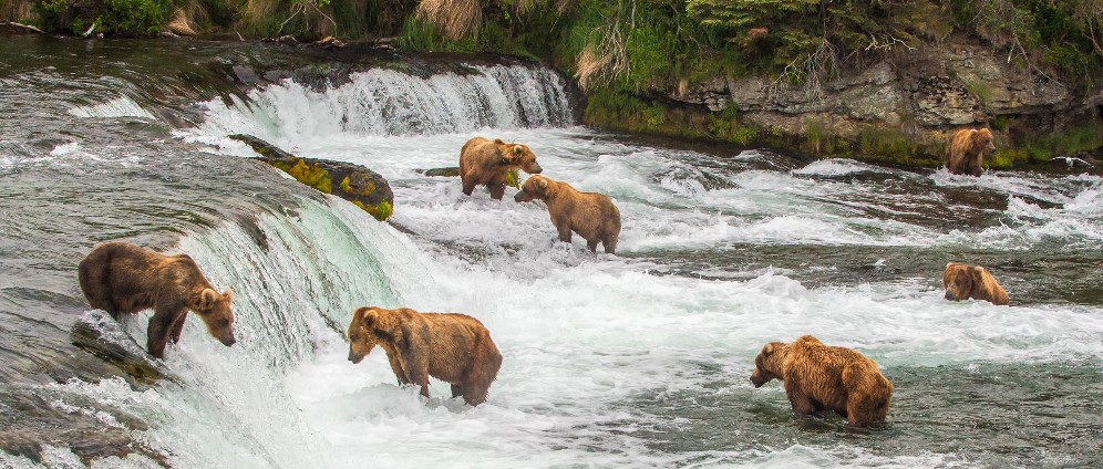 Spenden sammeln | Besuch Katmai National Park | Spendenseite