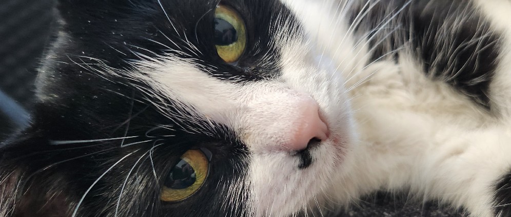 Spenden sammeln | Tumor Entfernung meiner Katze | Spendenseite