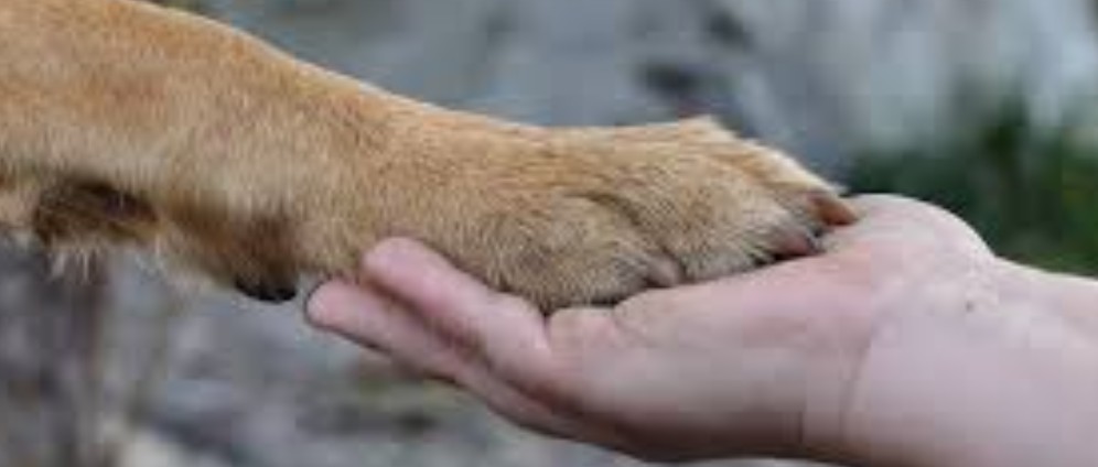 Spenden sammeln | Herz am richtigen Fleck? Die Tiere danken uns | Spendenseite