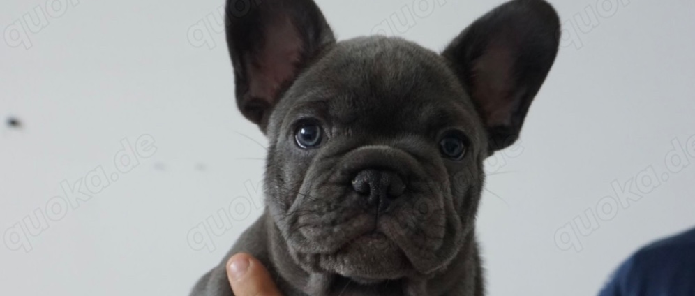Spenden sammeln | Hundewelpe Herz Op | Spendenseite