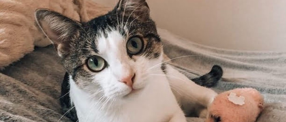 Spenden sammeln | Hilfe für die Katze Beni | Spendenseite