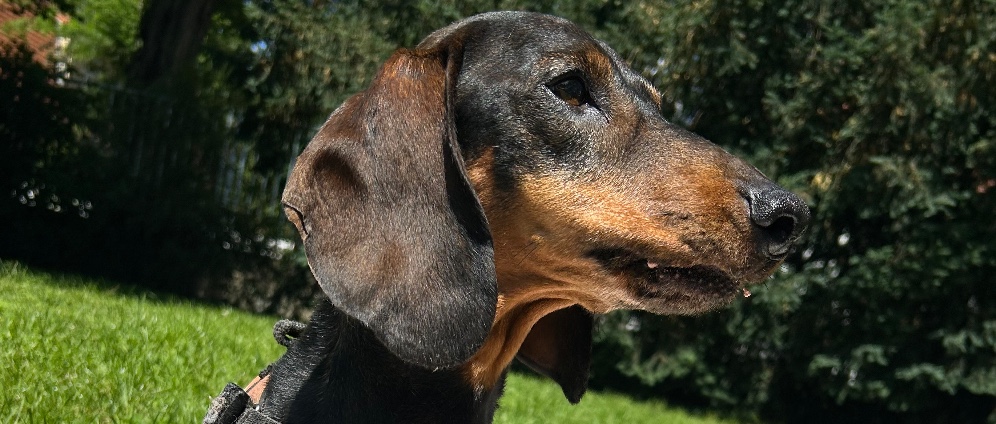 Spenden sammeln | Spike s Notoperation | Spendenseite