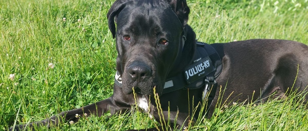 Spenden sammeln | Op für meinen Hunde Welpen | Spendenseite