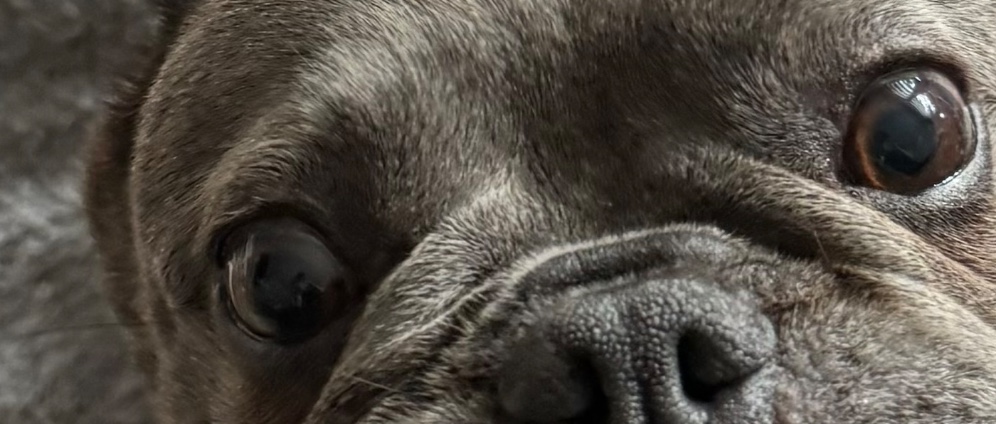 Spenden sammeln | MRT Kosten Tierschutzhund | Spendenseite