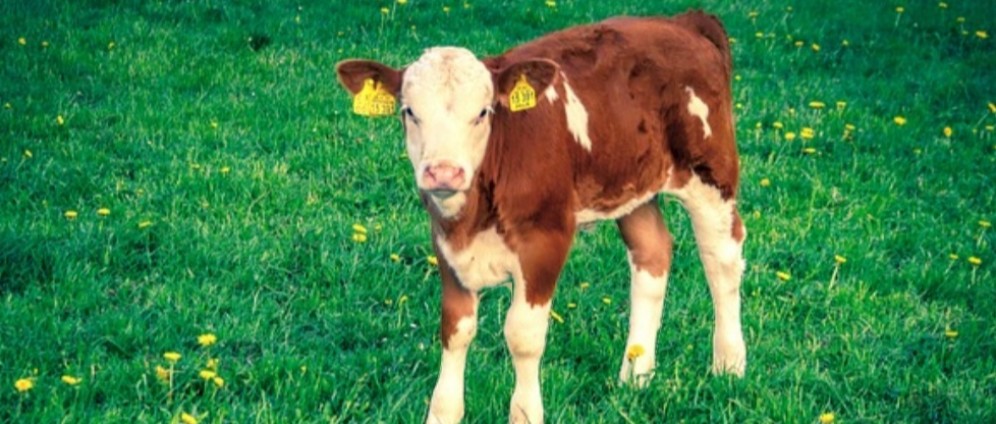 Spenden sammeln | Futter für die Tiere | Spendenseite