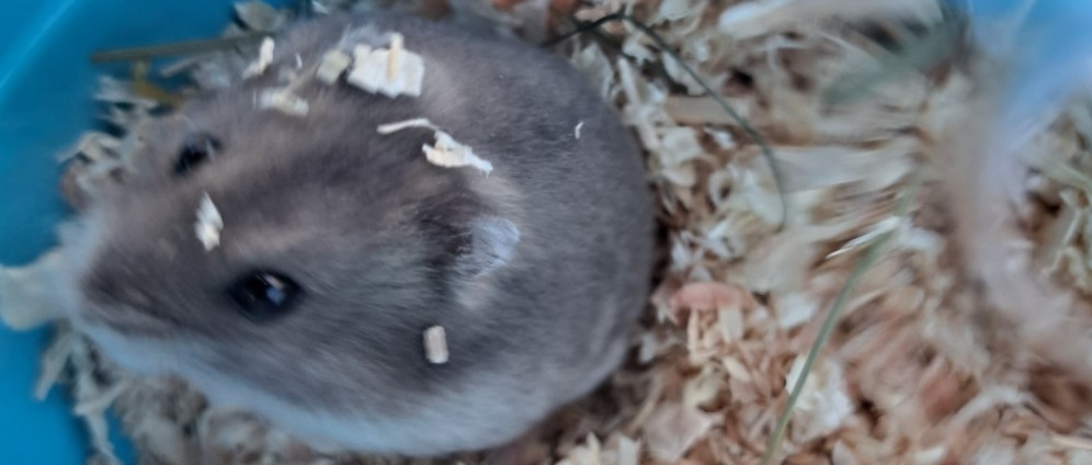 Spenden sammeln | Artgerechtes zuhause für meinen Hamster | Spendenseite