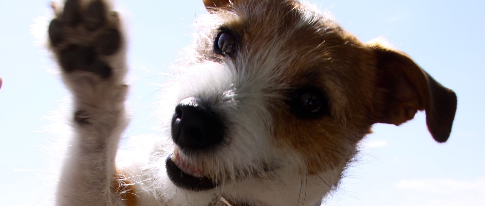 Spenden sammeln | Eine Op für meinen Hund | Spendenseite