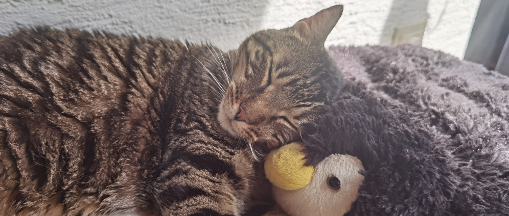 Spenden sammeln | Kater Carlo will leben Carlo keeps fighting | Spendenseite