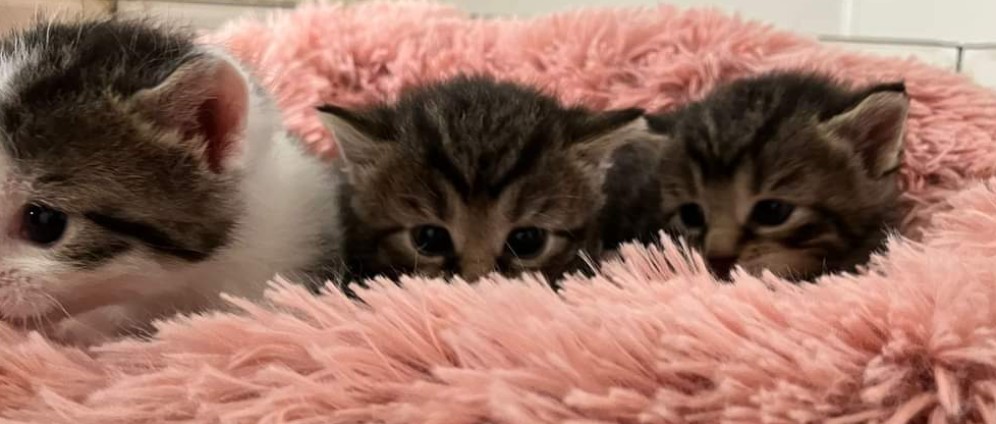Spenden sammeln | Streunerkittenversorgung | Spendenseite