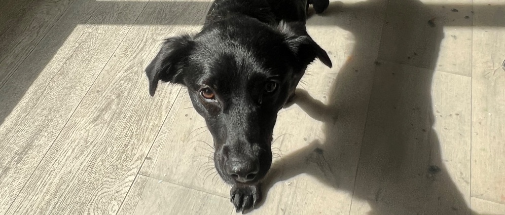 Spenden sammeln | Hilfe für chronisch kranken Hund | Spendenseite