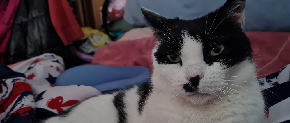 Spenden sammeln | Tierarzt Kosten und Medizin für Kitty | Spendenseite