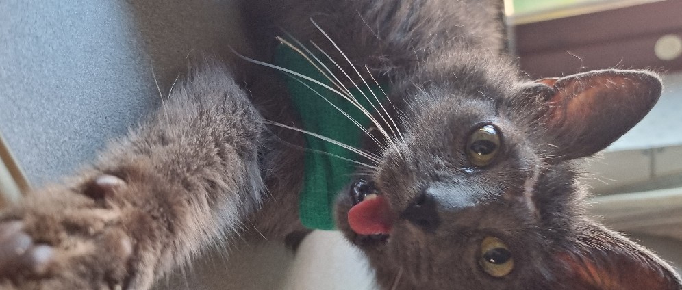 Spenden sammeln | Hilfe für Tiger | Spendenseite