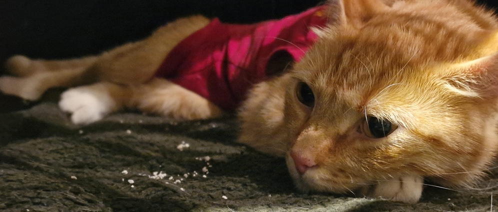 Spenden sammeln | Kater Max Notoperation | Spendenseite
