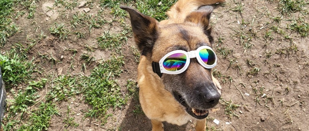 Spenden sammeln | Hilfe für den Gnadenhof Hilfe für unsere Tiere ! | Spendenseite