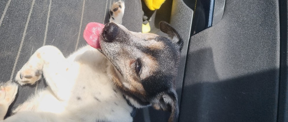 Spenden sammeln | Ich brauche Hilfe für meinen Hund Sammy | Spendenseite