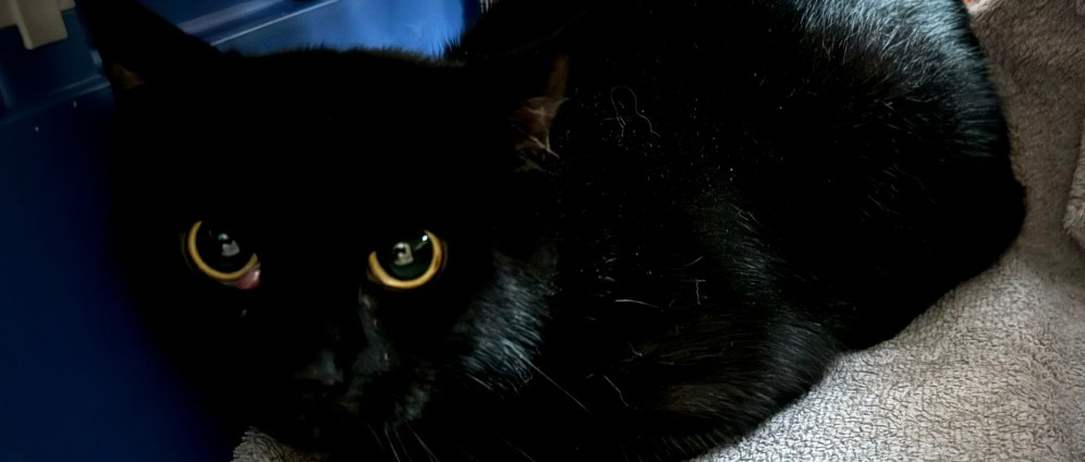 Spenden sammeln | Operationskosten für Kater Shelly | Spendenseite