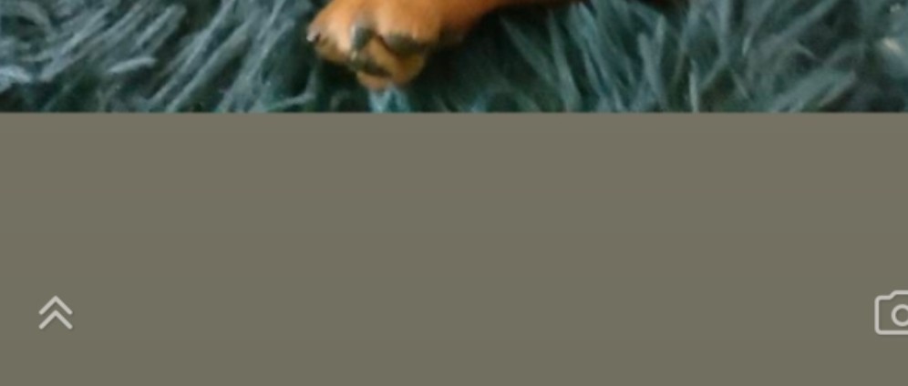 Spenden sammeln | Mein Hund ist krank | Spendenseite