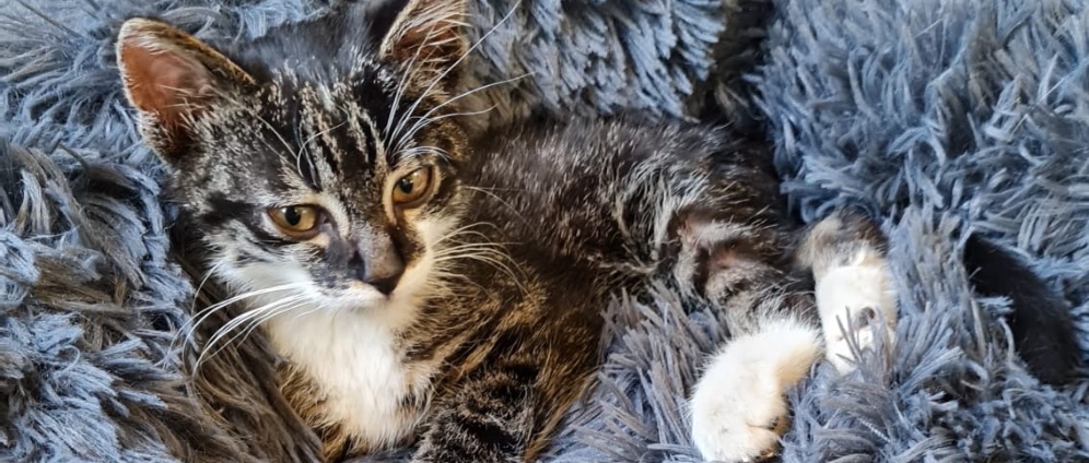 Spenden sammeln | Katerchen in Not | Spendenseite