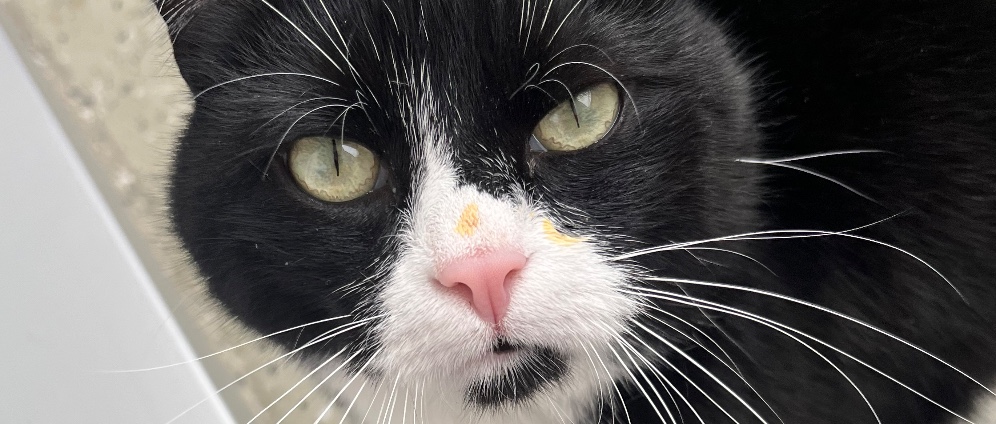 Spenden sammeln | Bitte helft uns es geht um unser geliebten Kater | Spendenseite