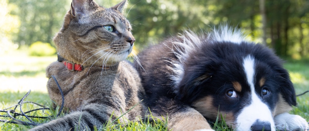 Spenden sammeln | Hunde und Katzen | Spendenseite
