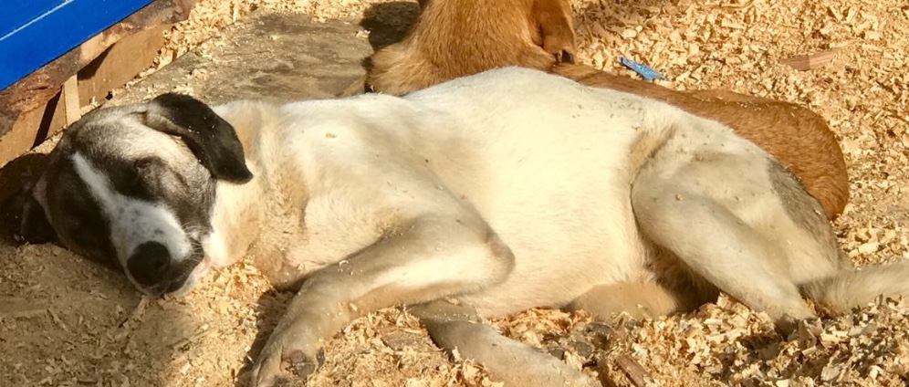 Spenden sammeln | TIERE IN NOT | Spendenseite