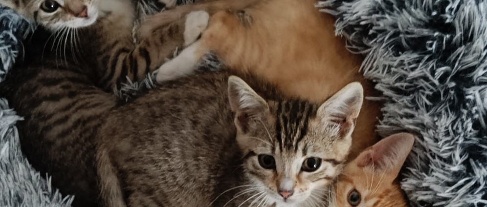 Spenden sammeln | Bengal Katzen Mix | Spendenseite