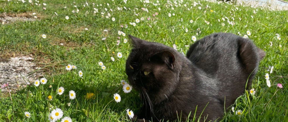 Spenden sammeln | Hilfe für unsere Katzen un unserem Traum | Spendenseite
