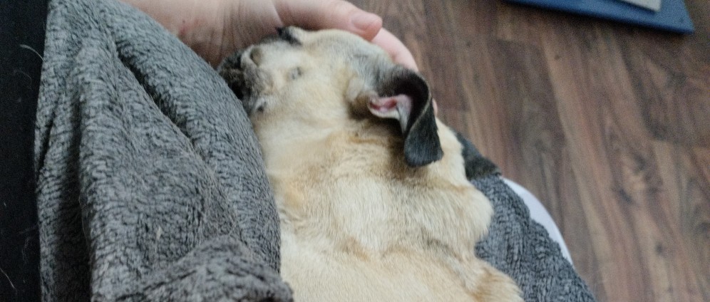 Martha mein Hund | Spenden sammeln