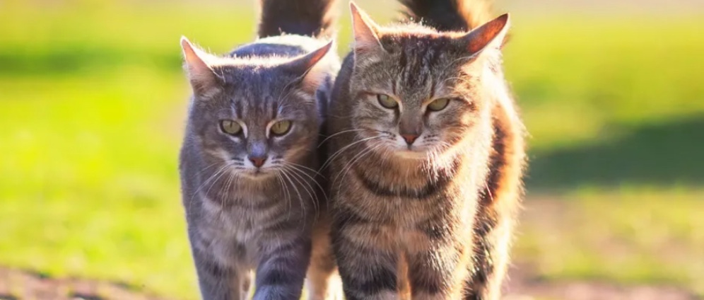 Spenden sammeln | Tierliebe in Not | Spendenseite
