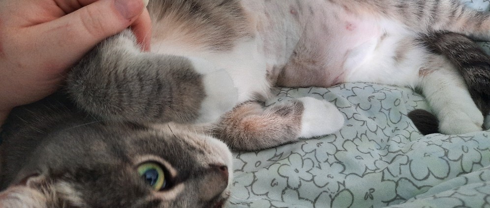 Spenden sammeln | Misty's Operation | Spendenseite