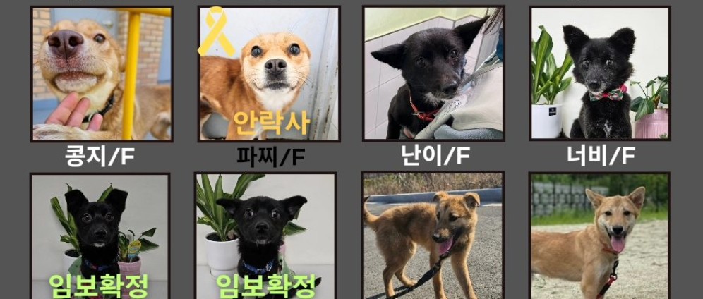 Spenden sammeln | Tierrettung Südkorea | Spendenseite