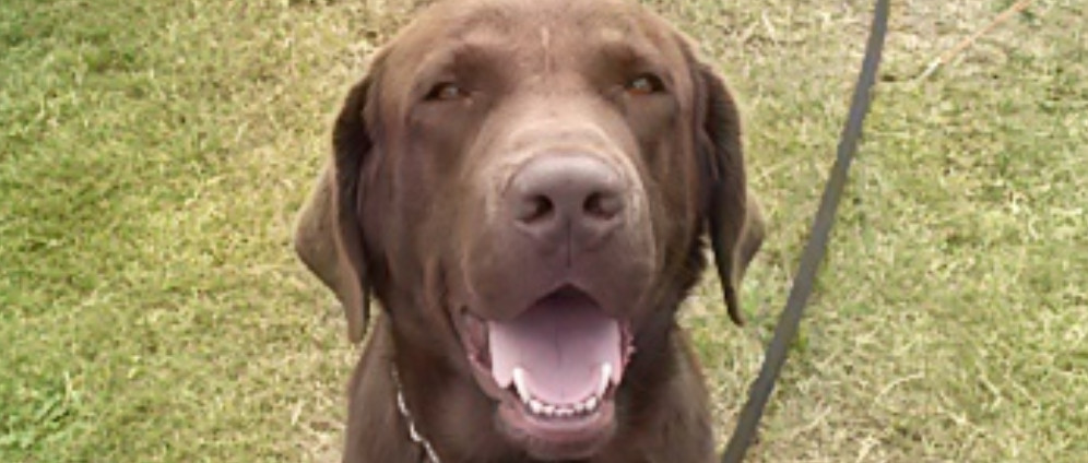 Spenden sammeln | Hilfe für unseren Labrador Balu | Spendenseite