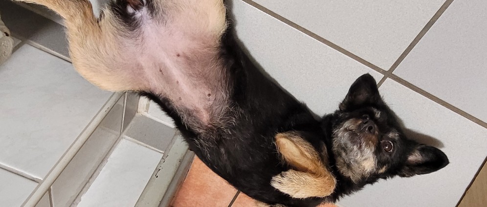 Spenden sammeln | Hilfe für die kleine Cutie | Spendenseite