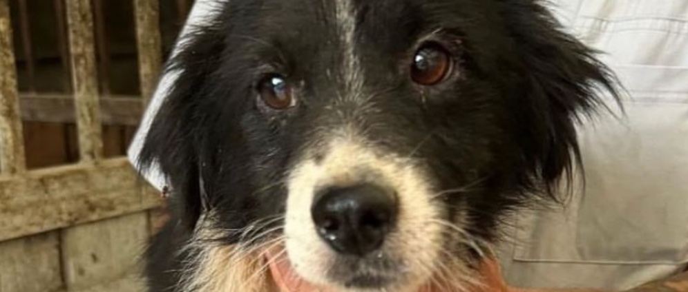 Spenden sammeln | Rettet die Hunde Unterstützung für die Schließung | Spendenseite