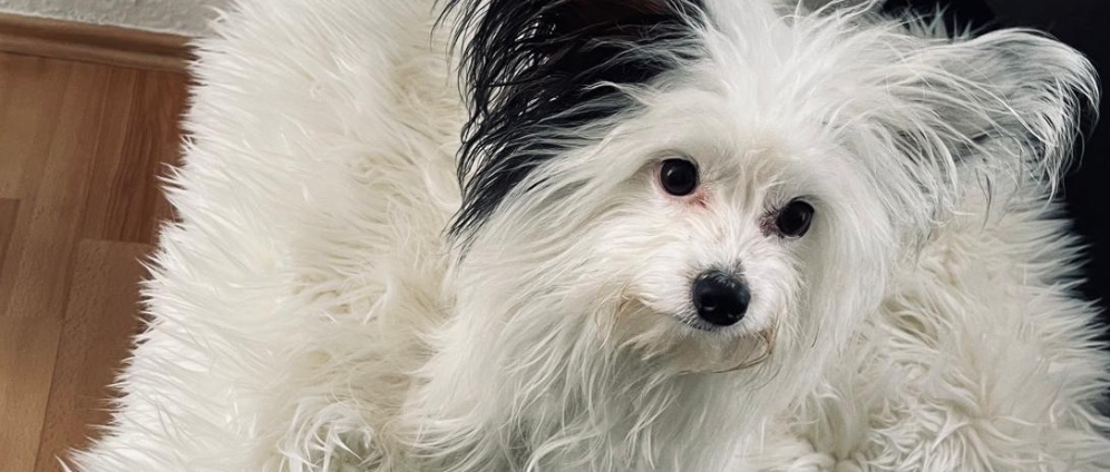 Spenden sammeln | Operation meines Hundes!! Dringend!!! | Spendenseite