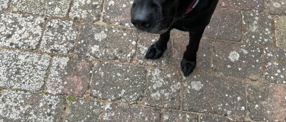 Spenden sammeln | Hunde OP | Spendenseite