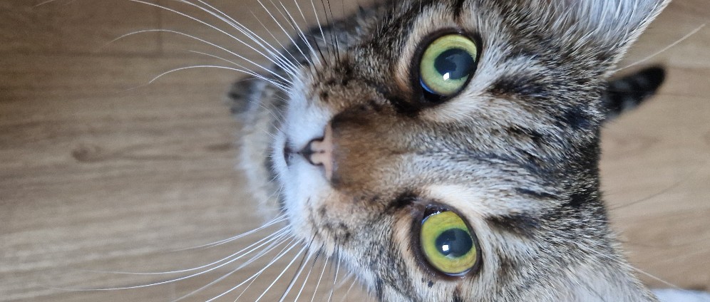 Spenden sammeln | Rettet das Leben meines geliebten Katers! | Spendenseite