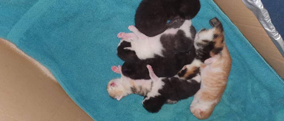 Spenden sammeln | Verwahrloste und verhungerte trächtige Katze | Spendenseite