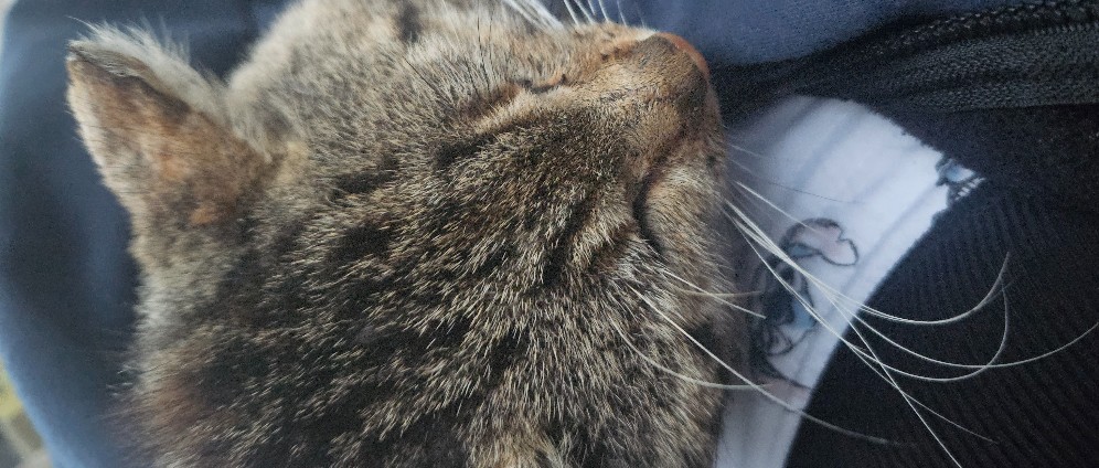 Spenden sammeln | Ausgesetzter Kater braucht Hilfe | Spendenseite