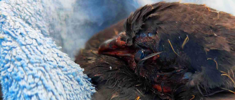 Tierarztkosten für zusammengeschlagene Taube | Spenden sammeln