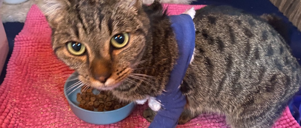 Spenden sammeln | Operationskosten für Katze Mis | Spendenseite