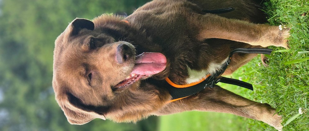 Spenden sammeln | Dringende OP für meinen geliebten Hund | Spendenseite