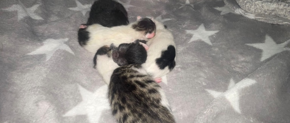 Spenden sammeln | Spende für Katzenbabys | Spendenseite