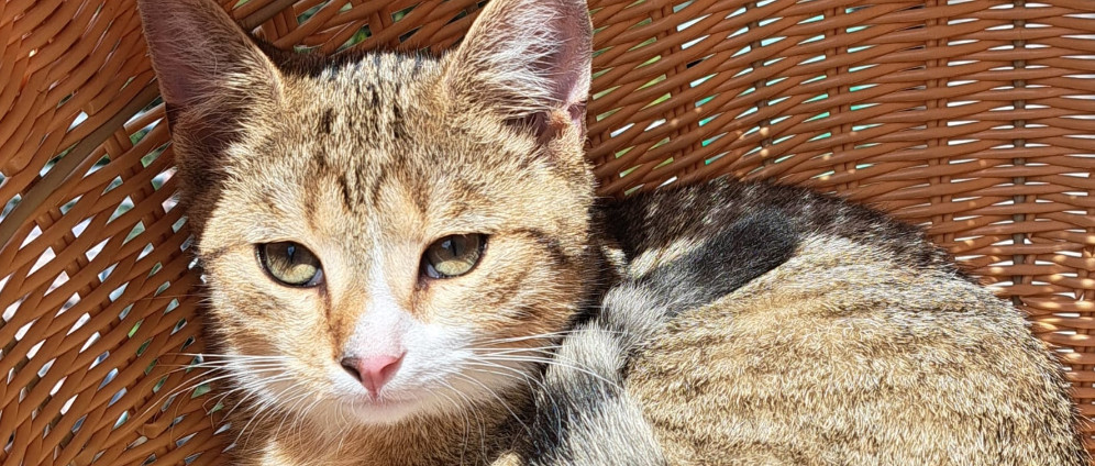 Spenden sammeln | Hilfe für den Tierschutzverein Jena | Spendenseite