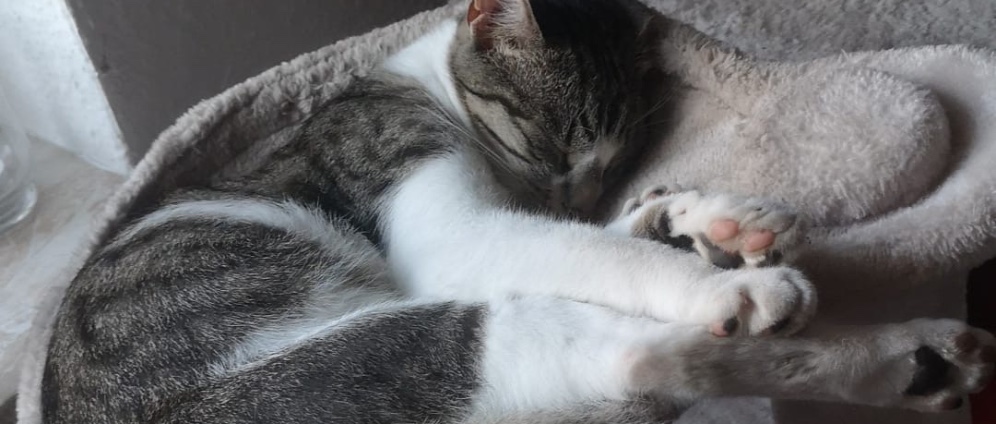 Spenden sammeln | Hilfe für unsere Katze akito | Spendenseite