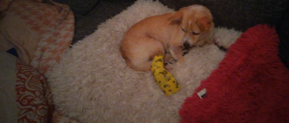 Spenden sammeln | Hund in Not | Spendenseite
