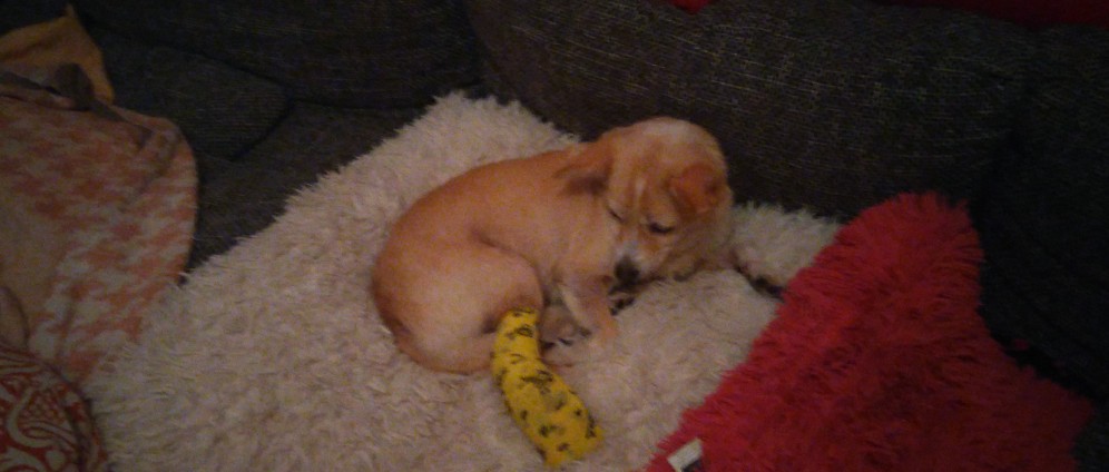 Spenden sammeln | Hund in Not | Spendenseite