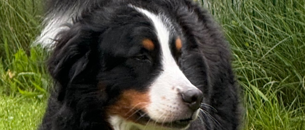 Spenden sammeln | Krebsop für unsere Hund Sherlock | Spendenseite