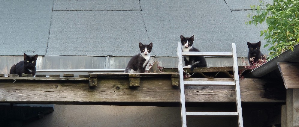Spenden sammeln | Behandlunskosten Wildkatze | Spendenseite
